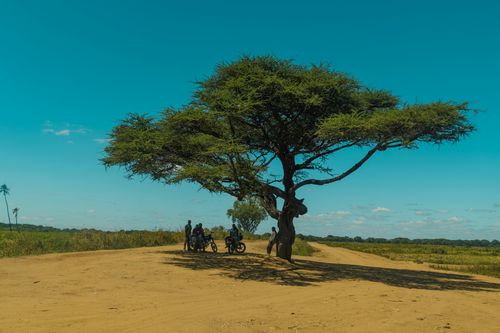 Free A scenic view of a vast African landscape featuring an acacia tree and bikers under the blue sky. Stock Photo