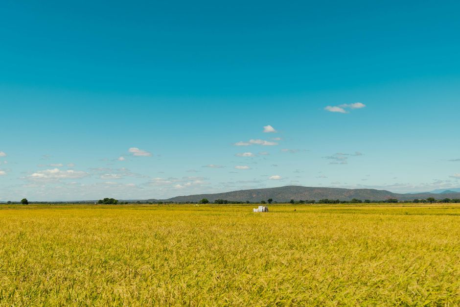 Expansive yellow field under a bright blue sky in rural Tanzania, capturing serene landscape beauty.