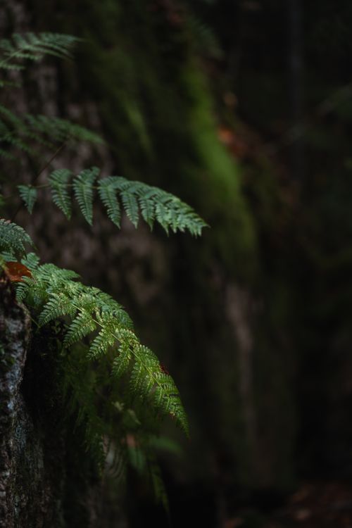 Free Tranquil ferns under cloudy skies in Lincoln, NH's lush green forest. Stock Photo
