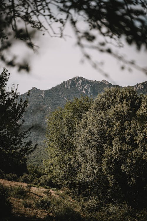 Free Photo of Trees Across the Mountain Stock Photo