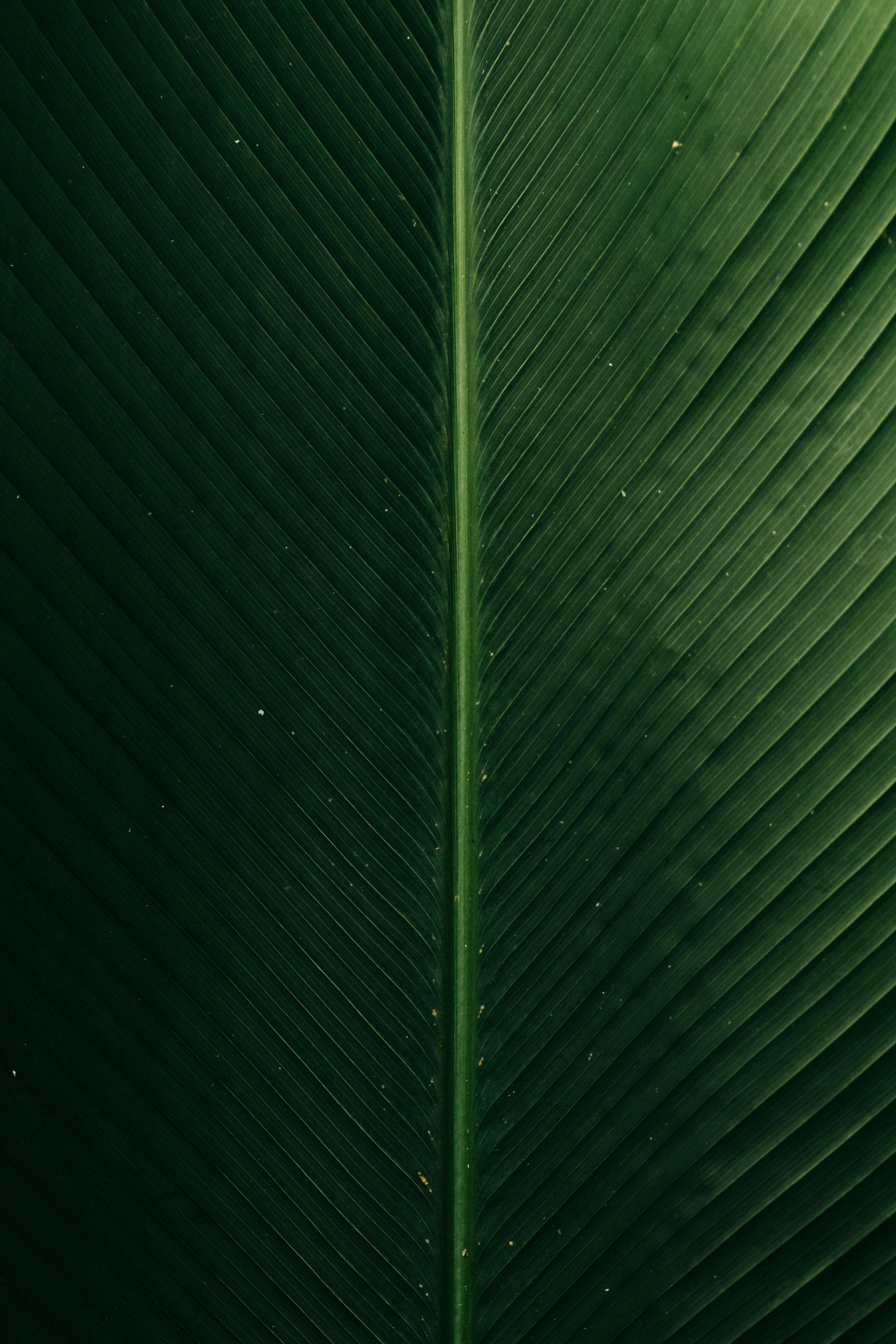 Free Vibrant tropical leaf close-up showcasing detailed patterns and lush green hues. Stock Photo