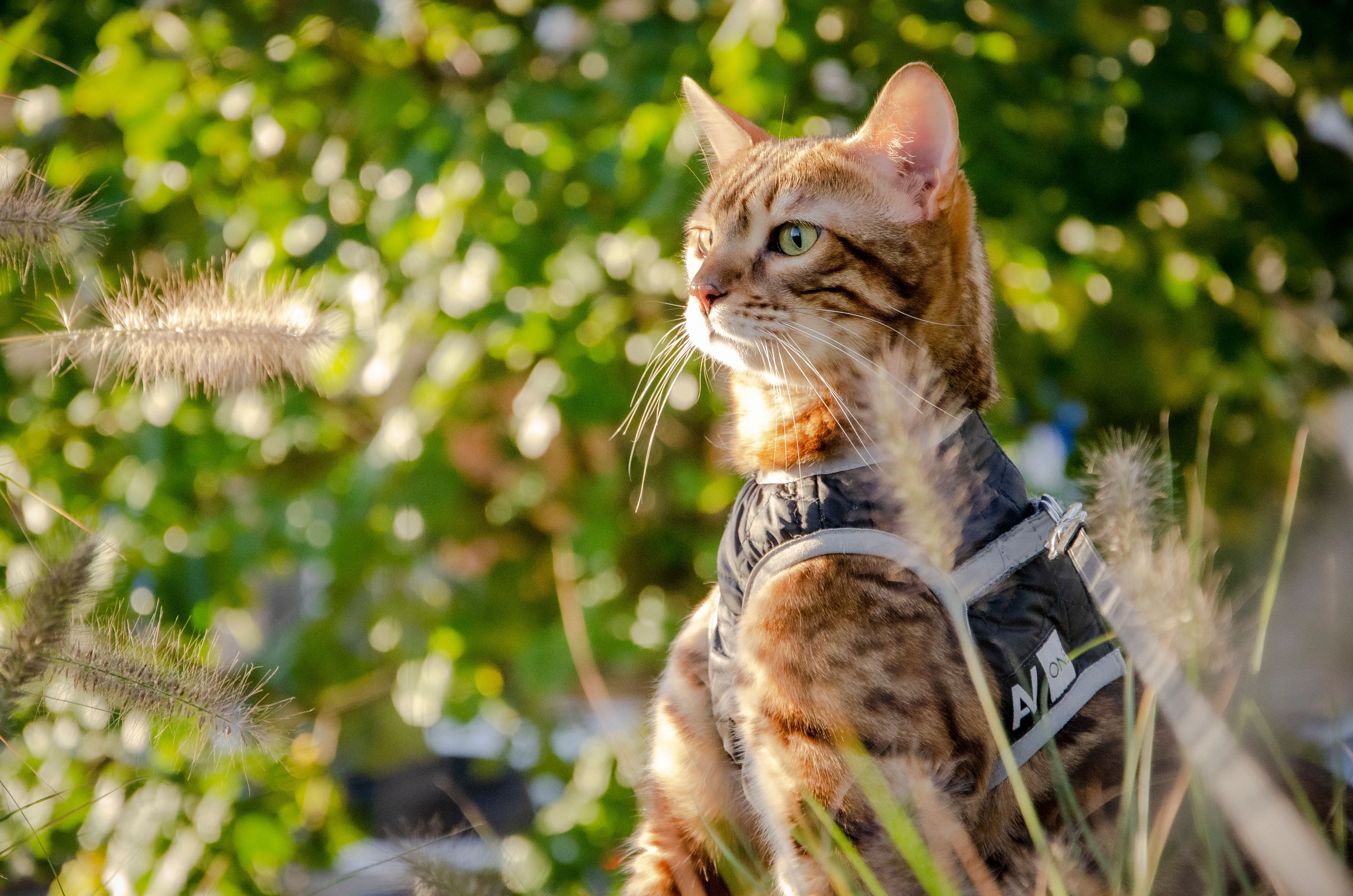 A Bengal cat wearing a harness enjoys the outdoors, surrounded by nature.