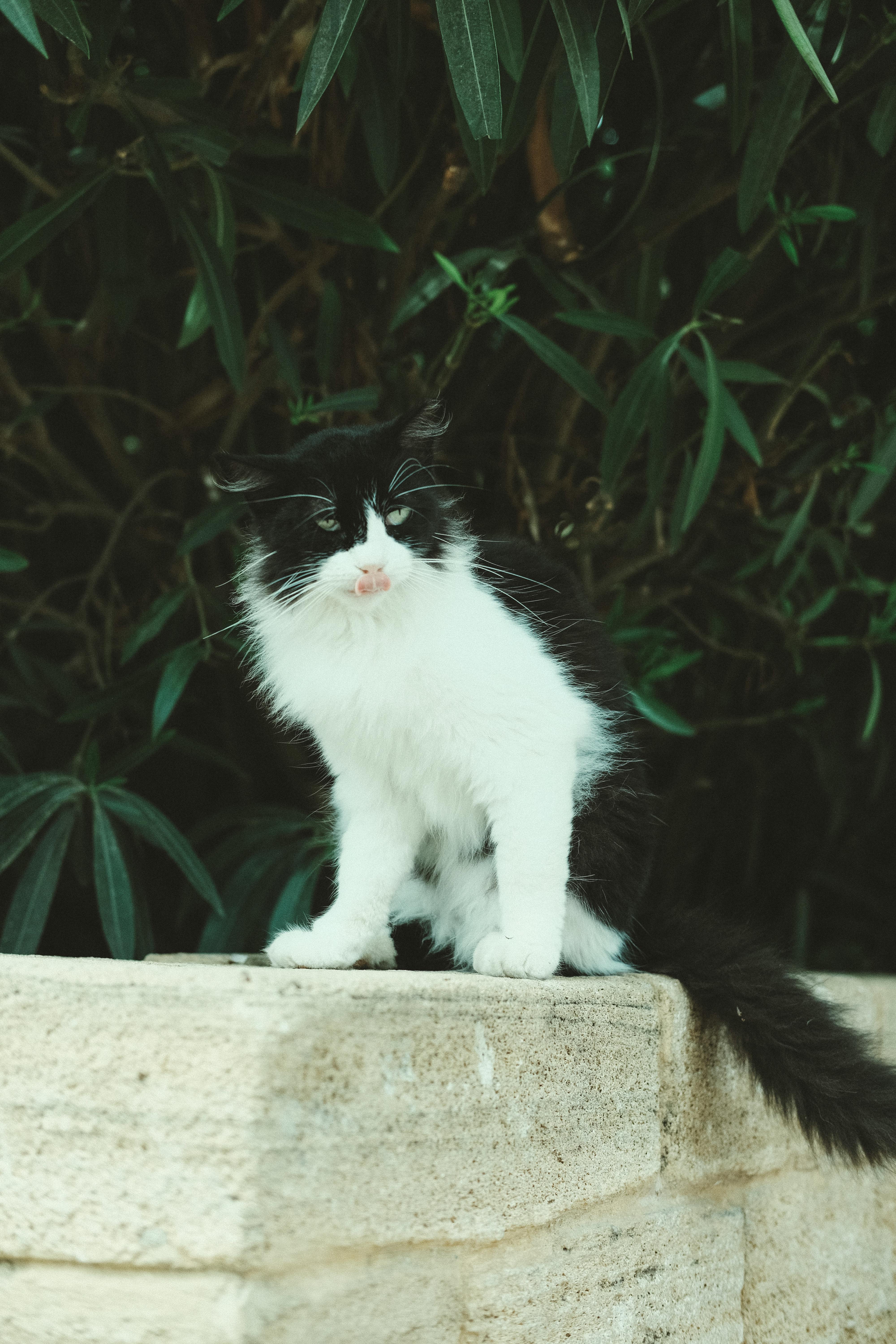 Katzentoilette