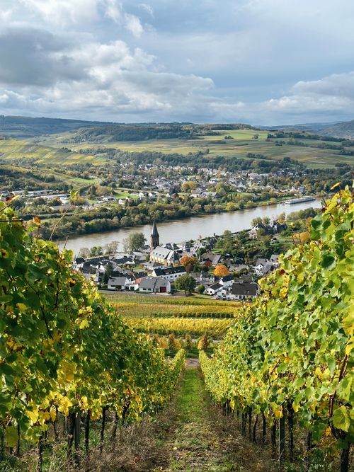 Free A beautiful vineyard scene overlooking a quaint German village beside a river. Stock Photo