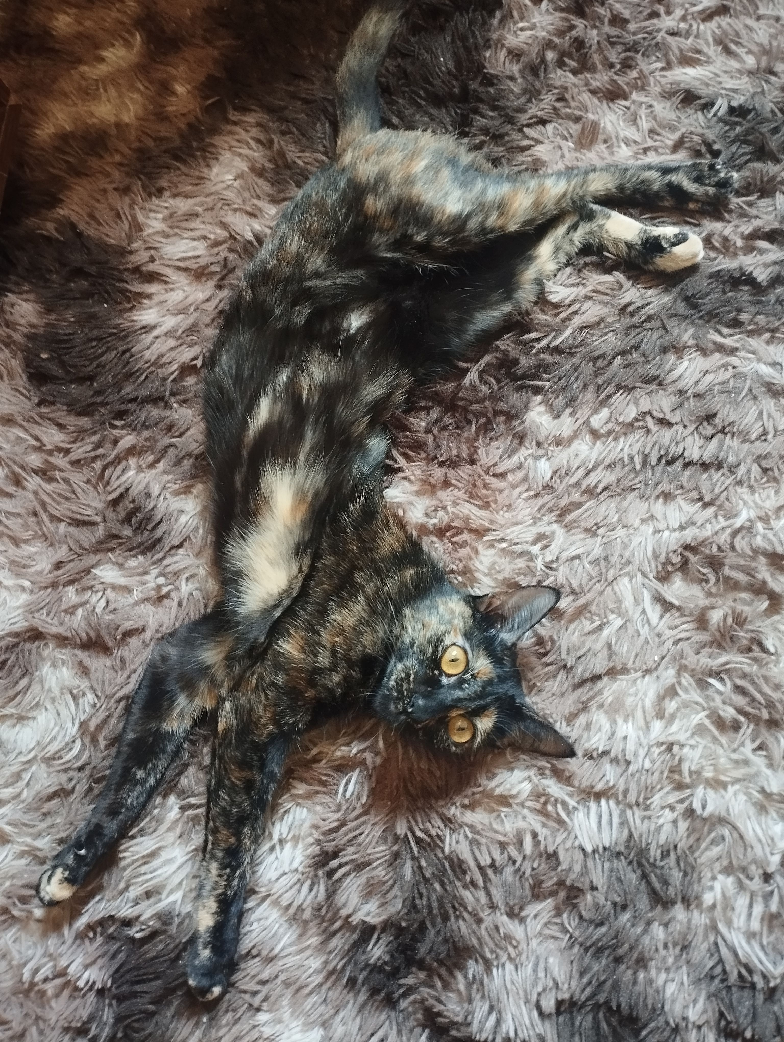 Playful Tortoiseshell Cat Relaxing on Furry Rug · Free Stock Photo