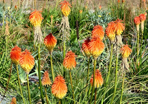Free stock photo of exotic, flowers, red hot pokers