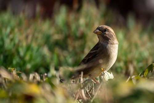 Free House sparrow perched in grass during daylight, showcasing natural behavior. Stock Photo