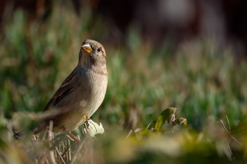 Free A detailed shot of a house sparrow (Passer domesticus) foraging in grass. Stock Photo