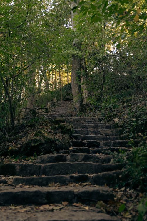 Free Moss-covered stone steps leading through a serene forest pathway in autumn. Stock Photo