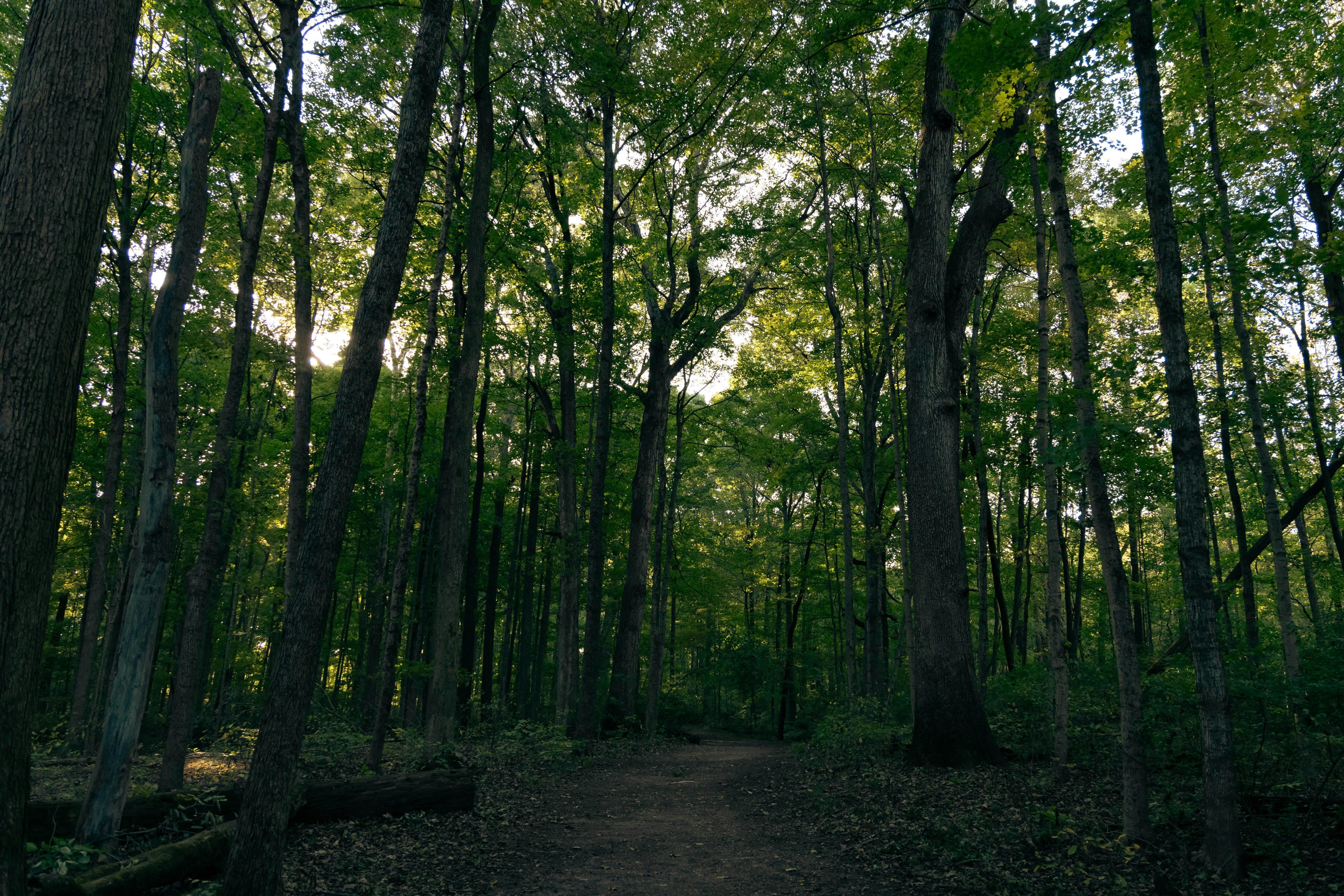 DuPage Forest Preserve executive director leaving for city manager job in Florida — Photo by Owen.outdoors on Pexels