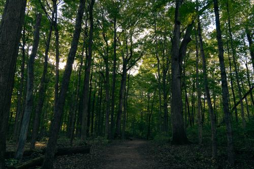 Free Explore a tranquil forest path amidst tall green trees, capturing the essence of a peaceful nature walk. Stock Photo