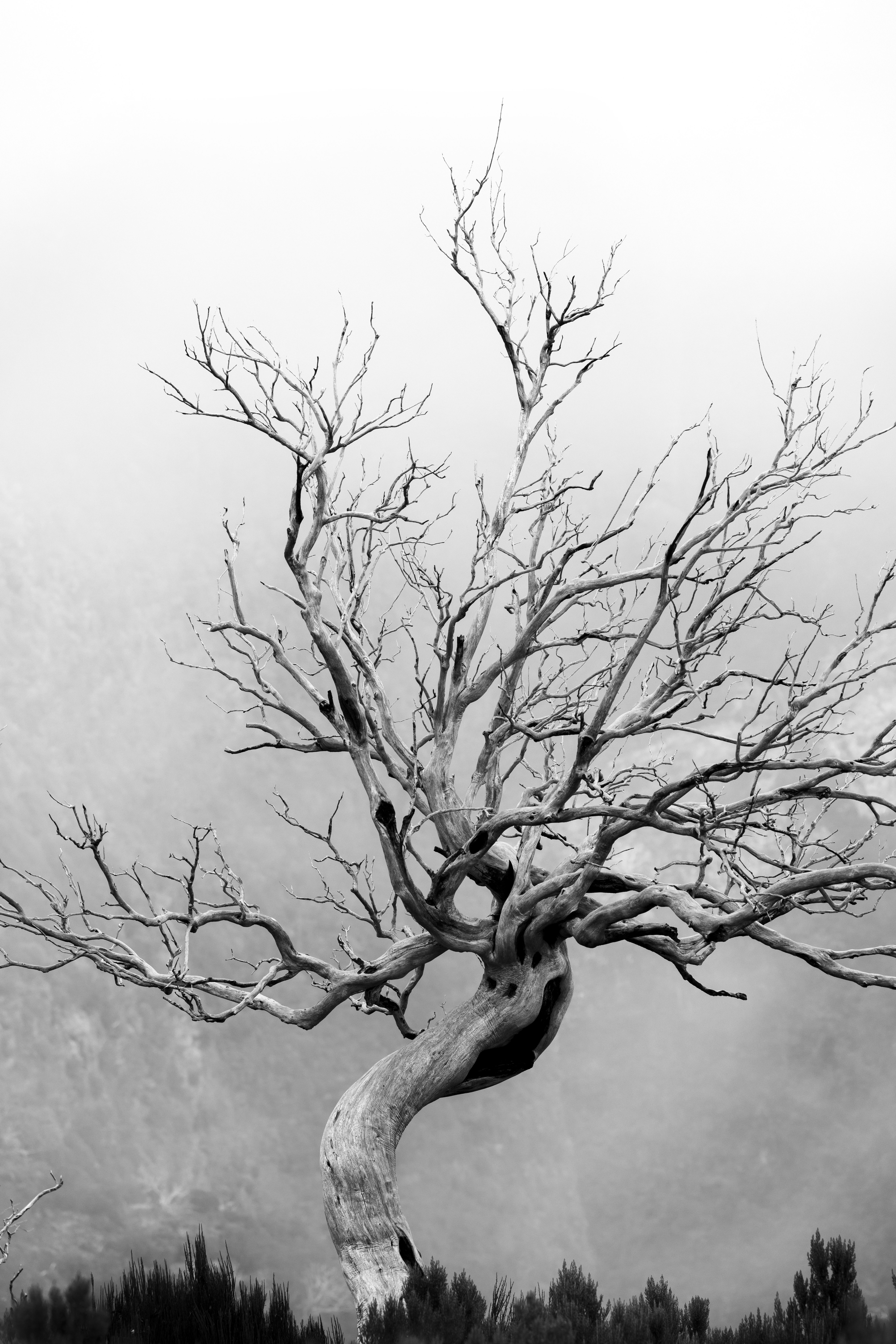 Striking Black and White Image of Lone Tree · Free Stock Photo