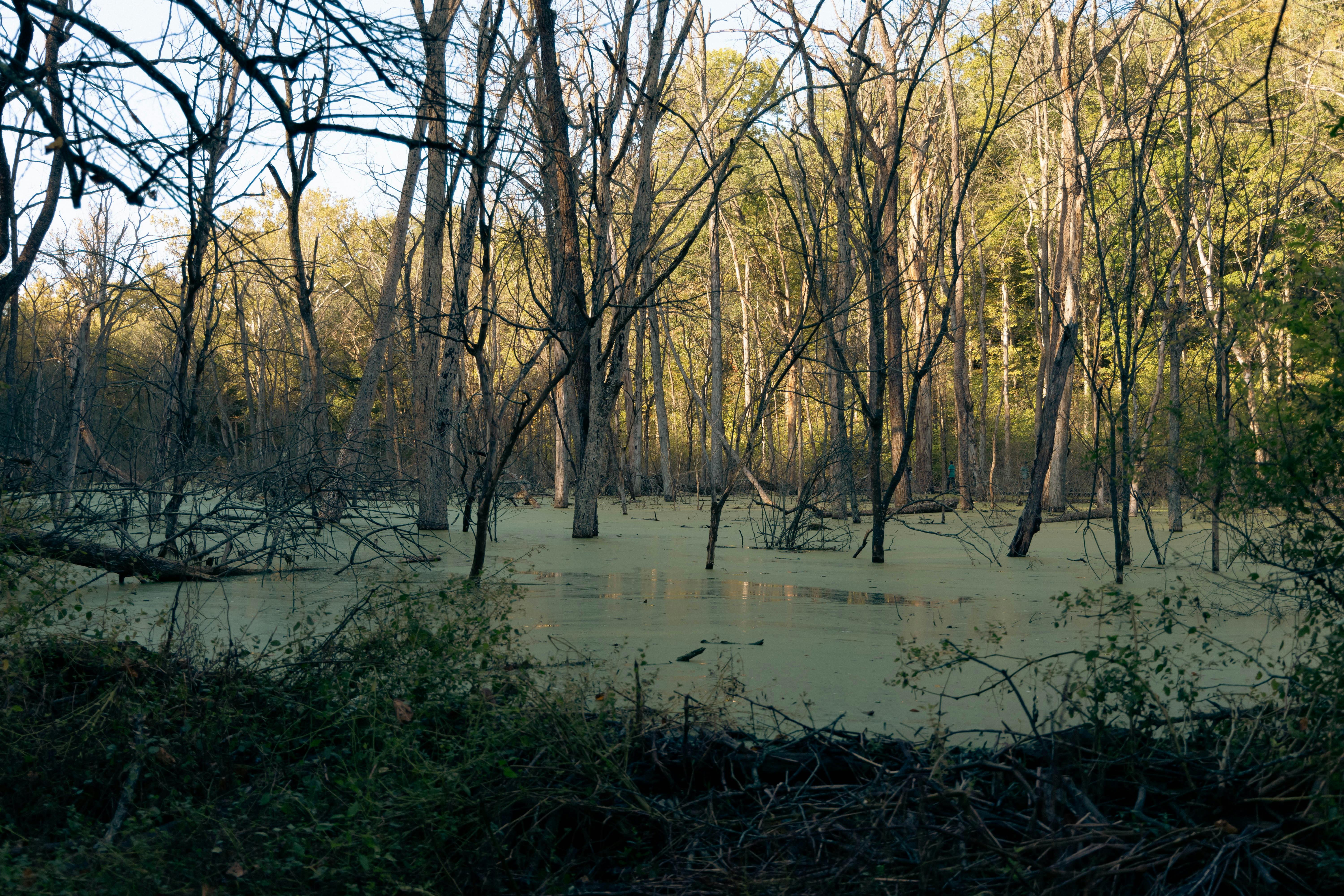 DuPage Forest Preserve executive director leaving for city manager job in Florida — Photo by Owen.outdoors on Pexels