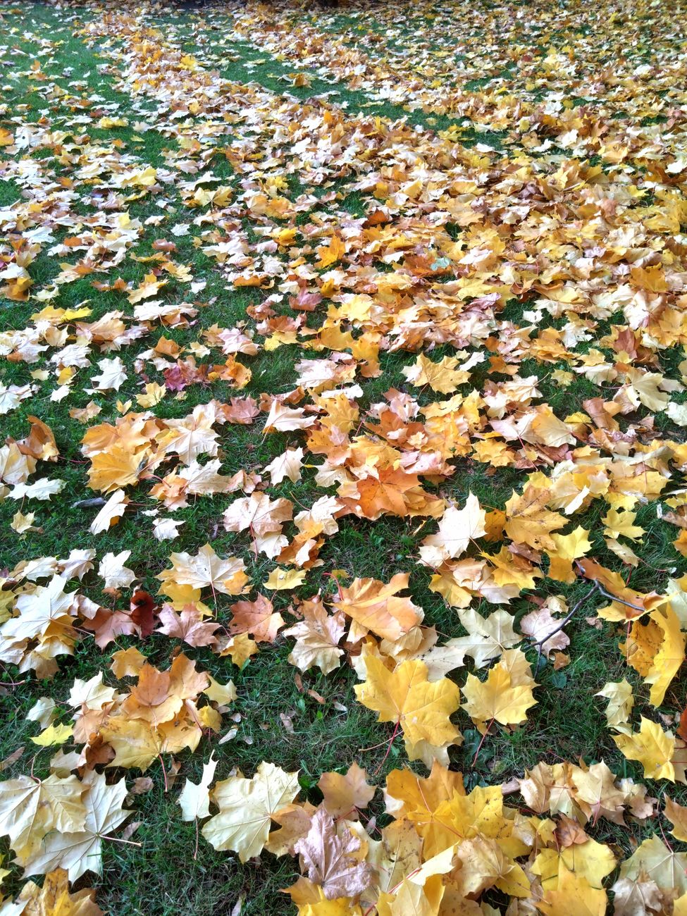 A vibrant display of fallen maple leaves on lush green grass, capturing the essence of autumn.. pexels, vibrant, display