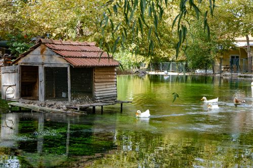 Free Serene scene of ducks swimming by a rustic wooden house on a tranquil lake, surrounded by lush trees. Stock Photo