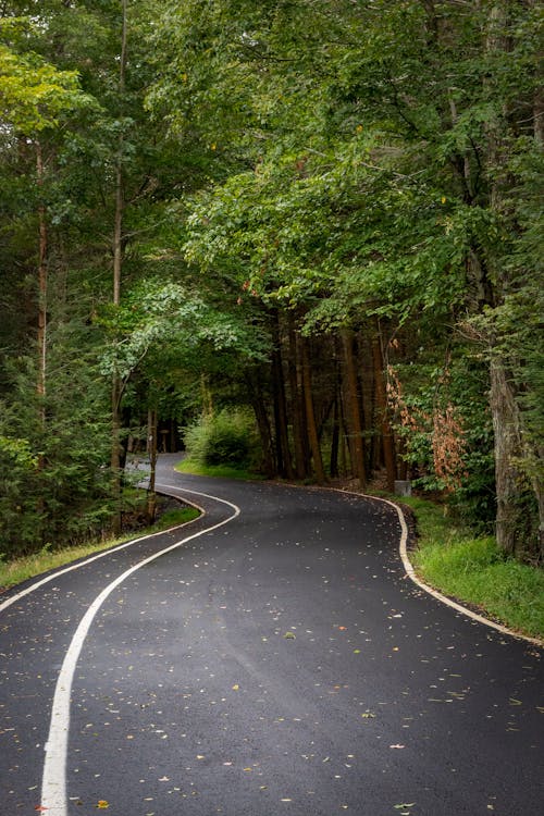 Photo of an Asphalt Road Between Green Trees