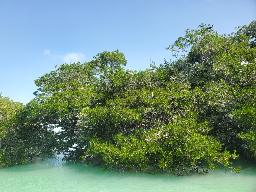 Lagune Nichupté - Observation mangrove et biodiversité