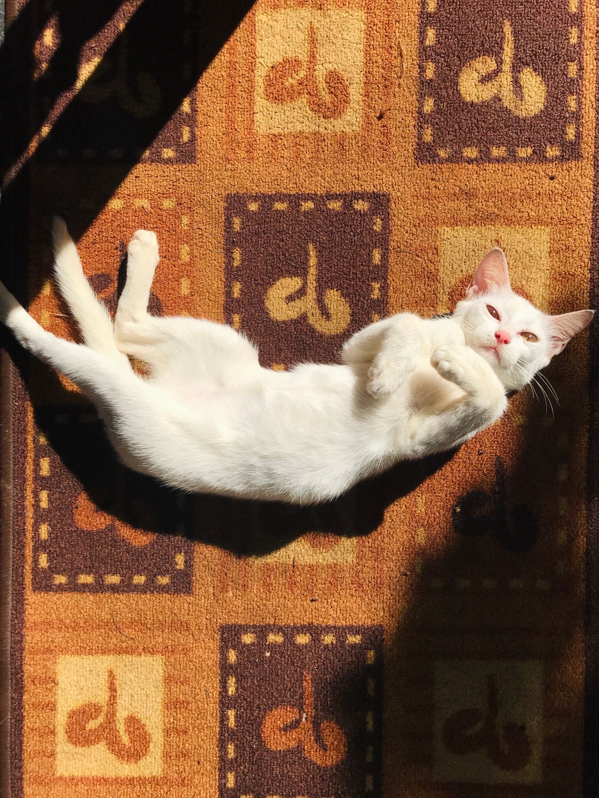 Glückliche Katze liegt im Sonnenlicht