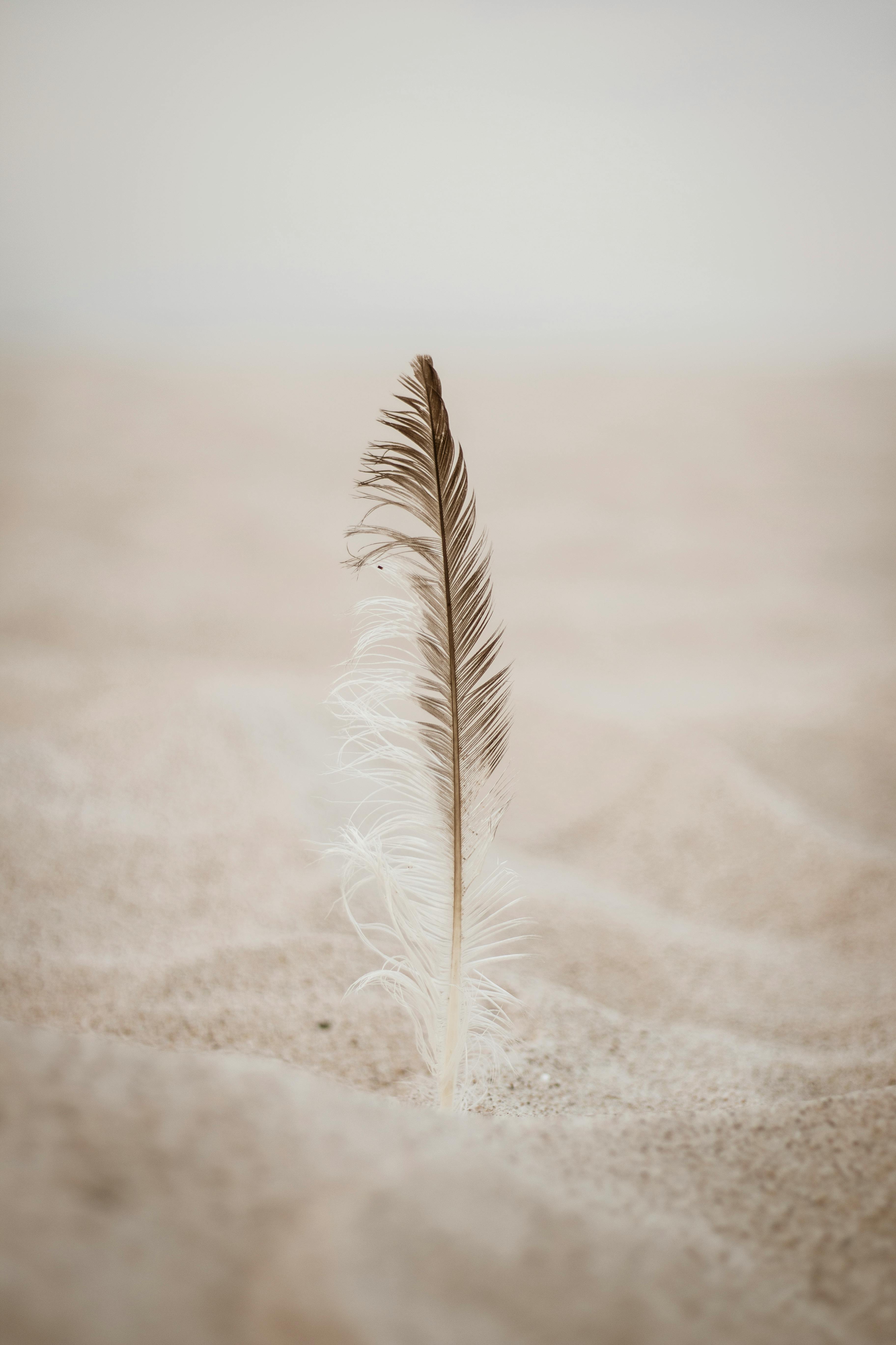 90 Feather HD Wallpapers and Backgrounds