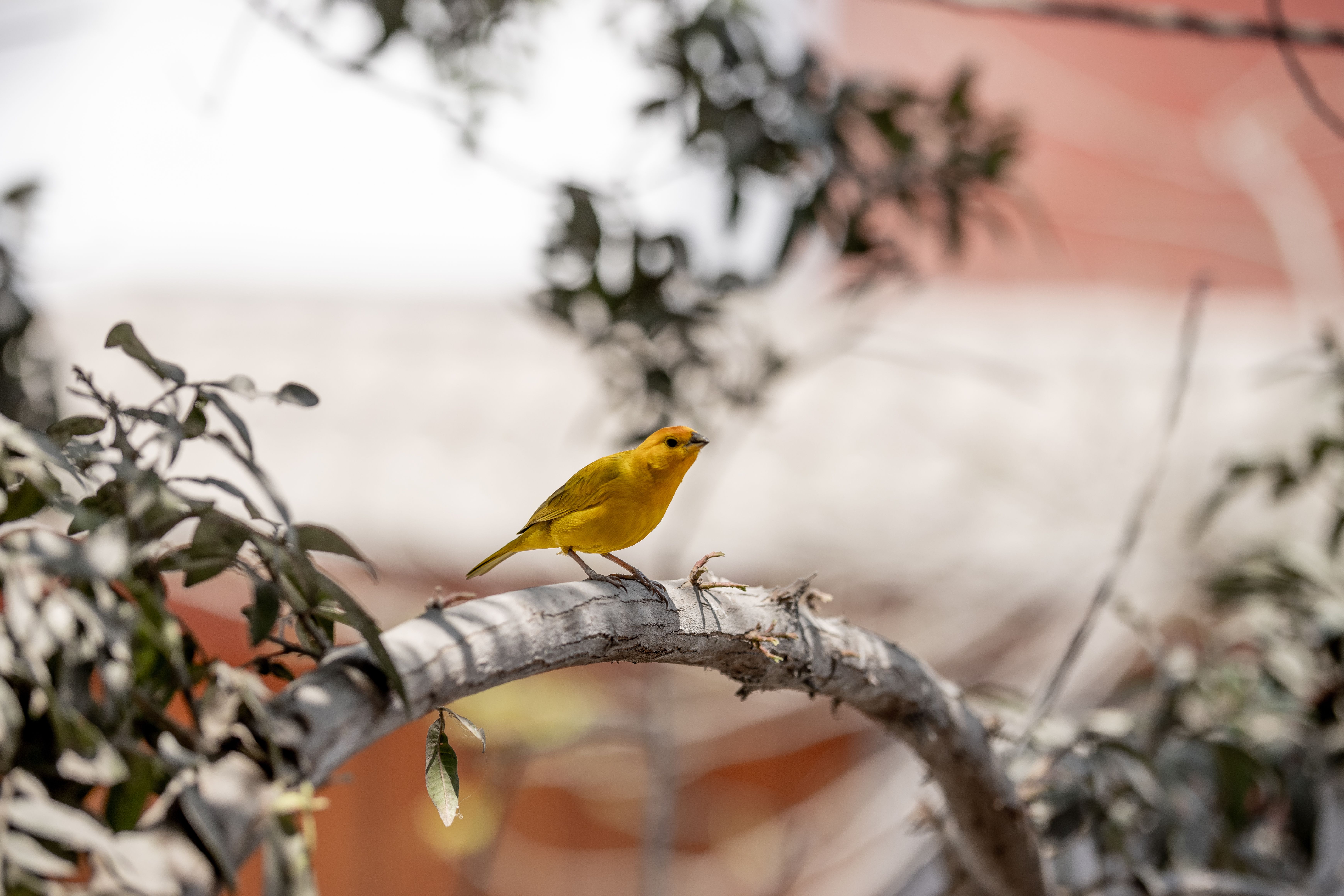 Vibrant Yellow Bird Perched on Branch Outdoors · Free Stock Photo