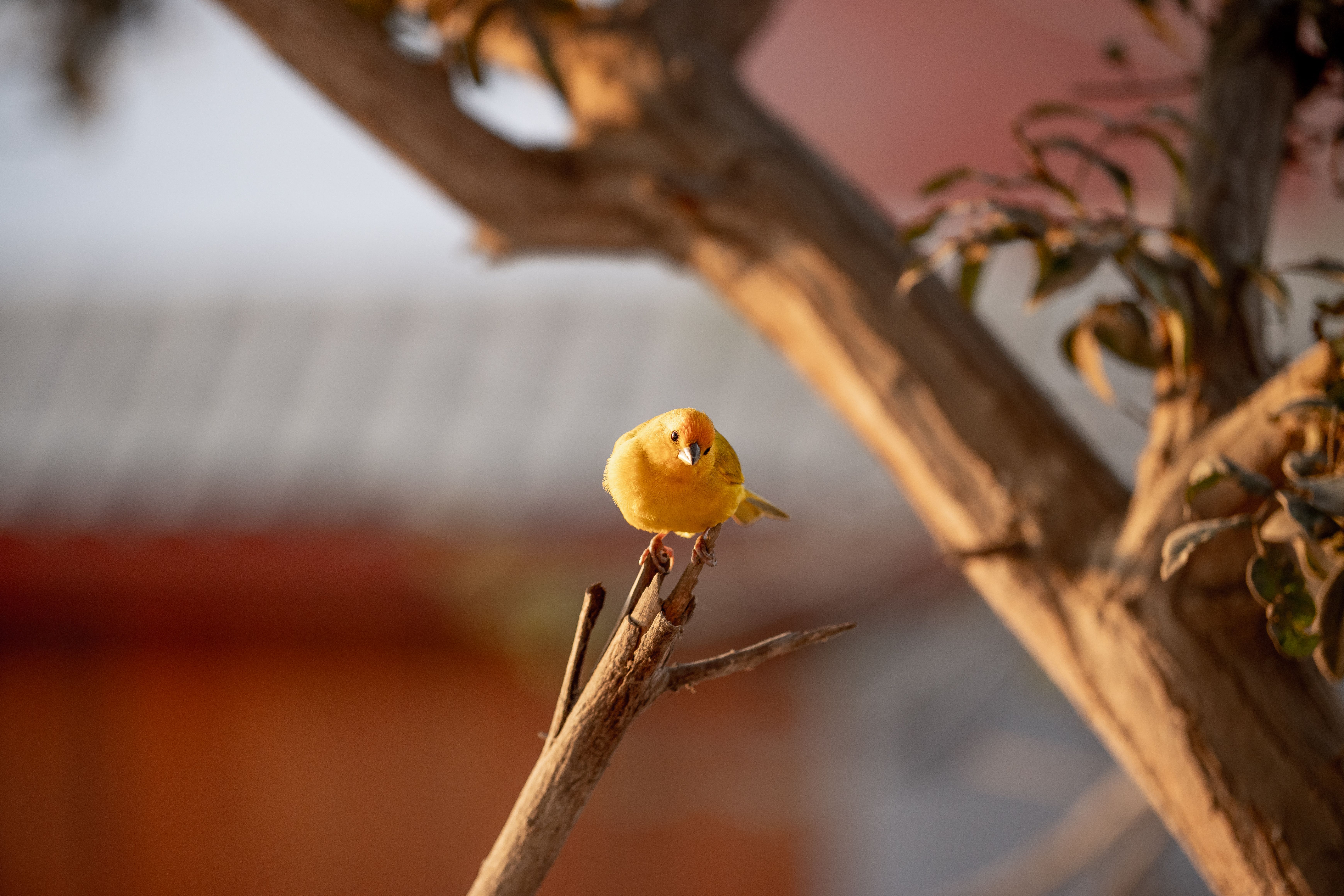 A vivid yellow canary perched on a branch in a natural setting, captured in warm daylight.