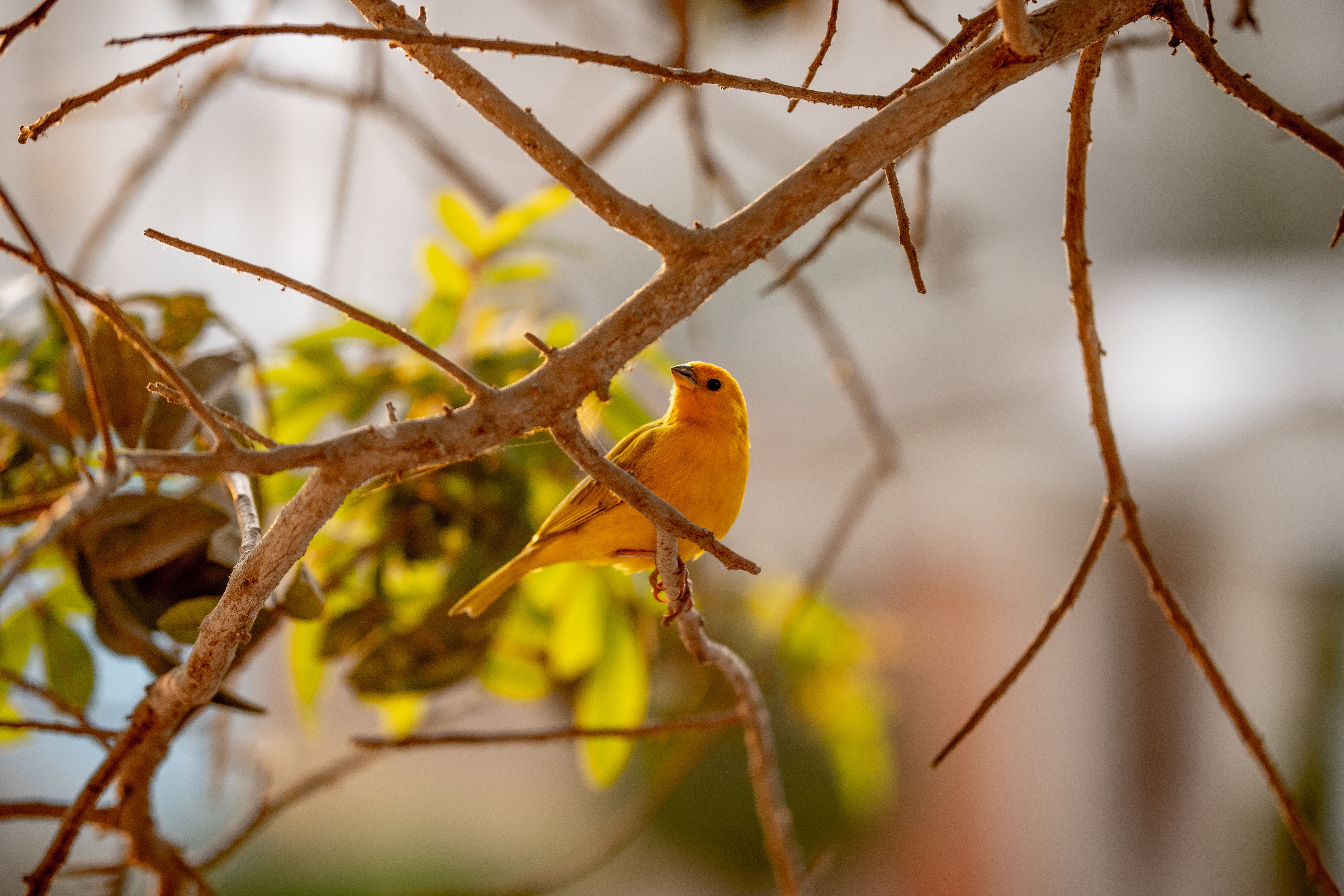 Habitats For Birds