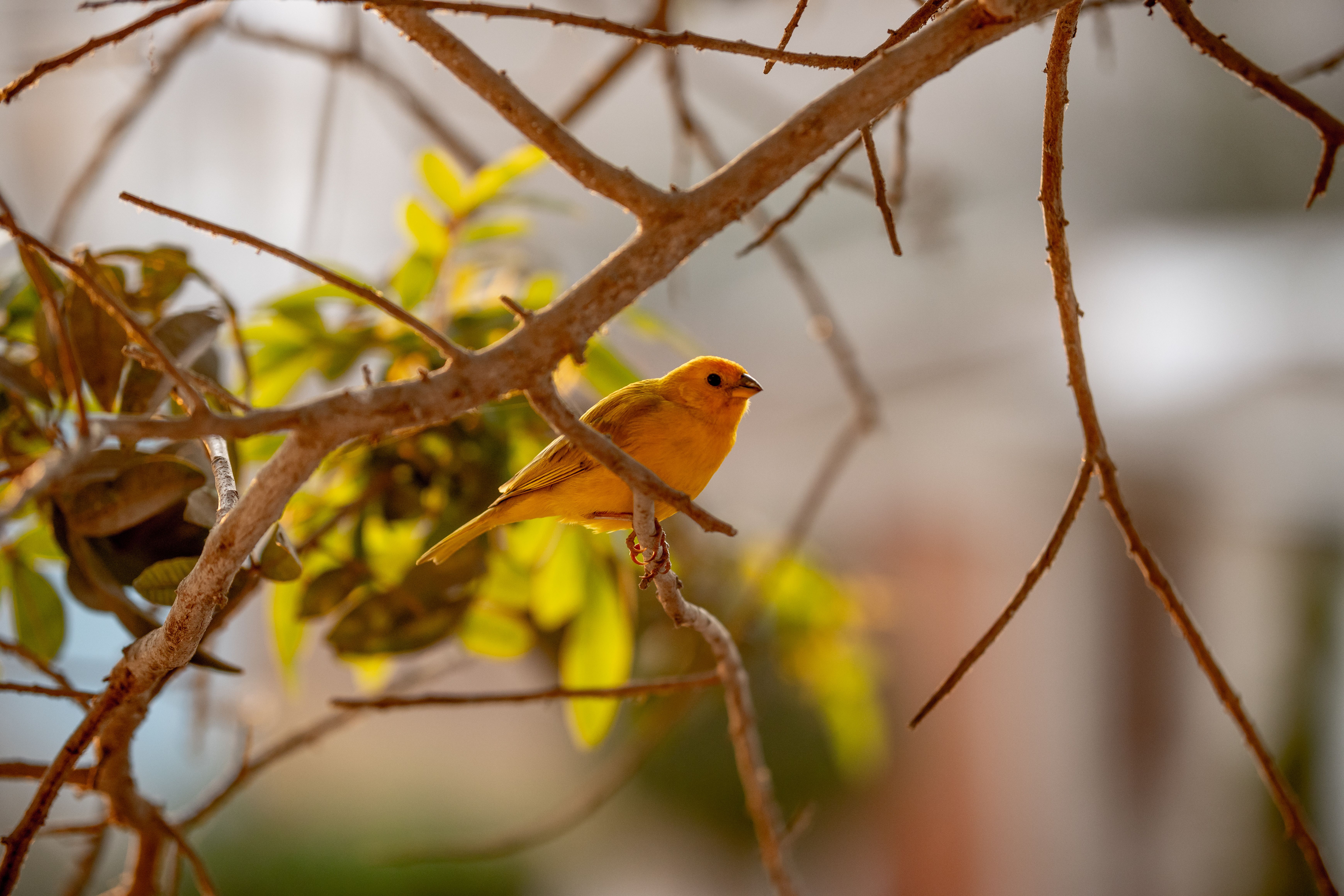 A vibrant yellow canary perched on a tree branch amidst lush greenery.