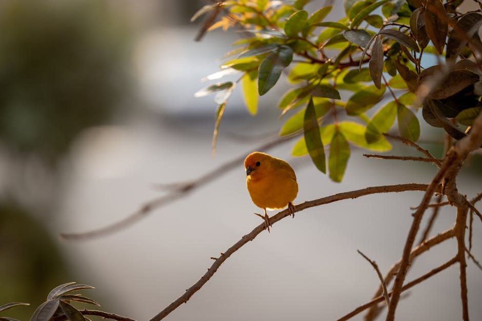 Bird
