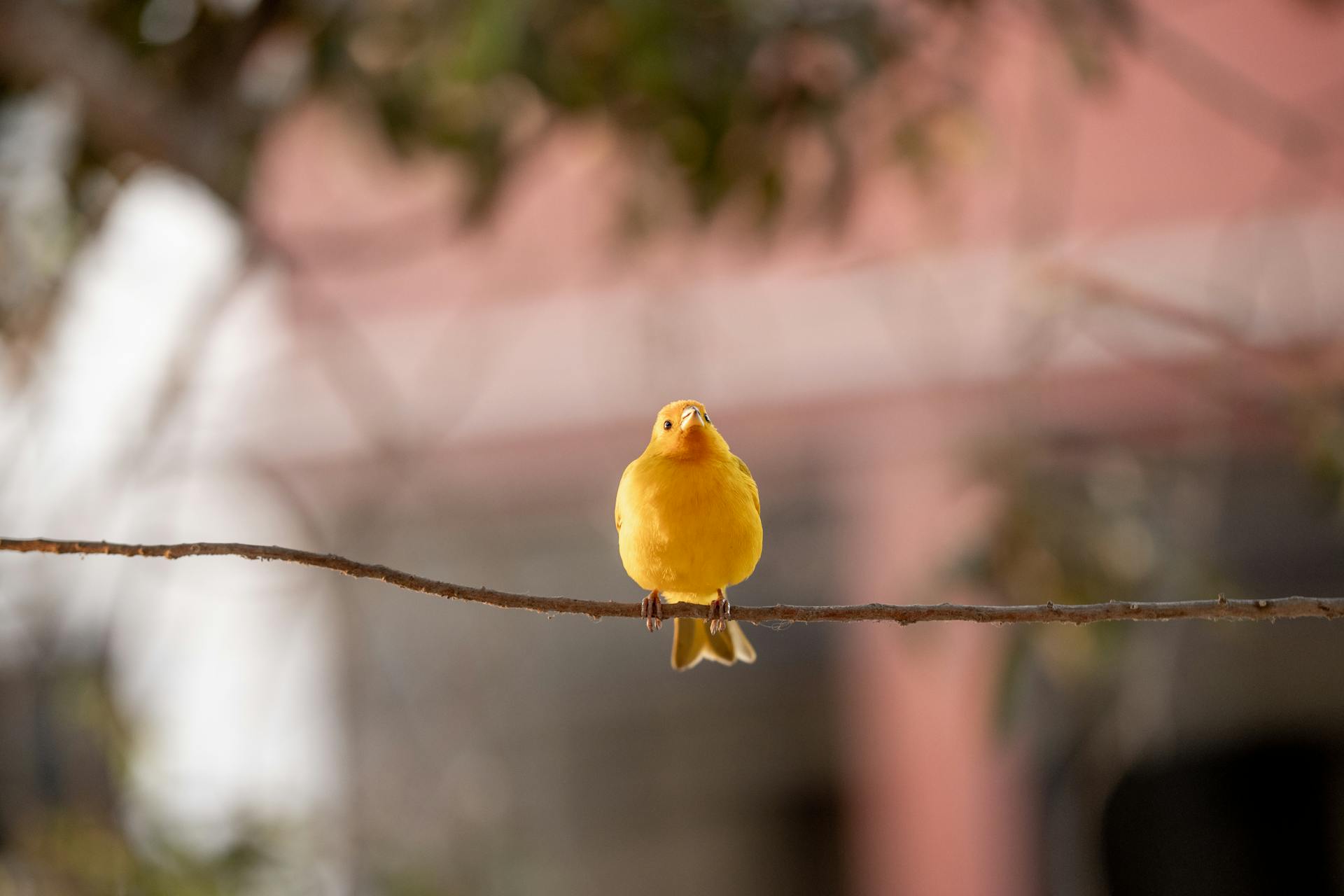 Bright Yellow Canary Perched on a Branch