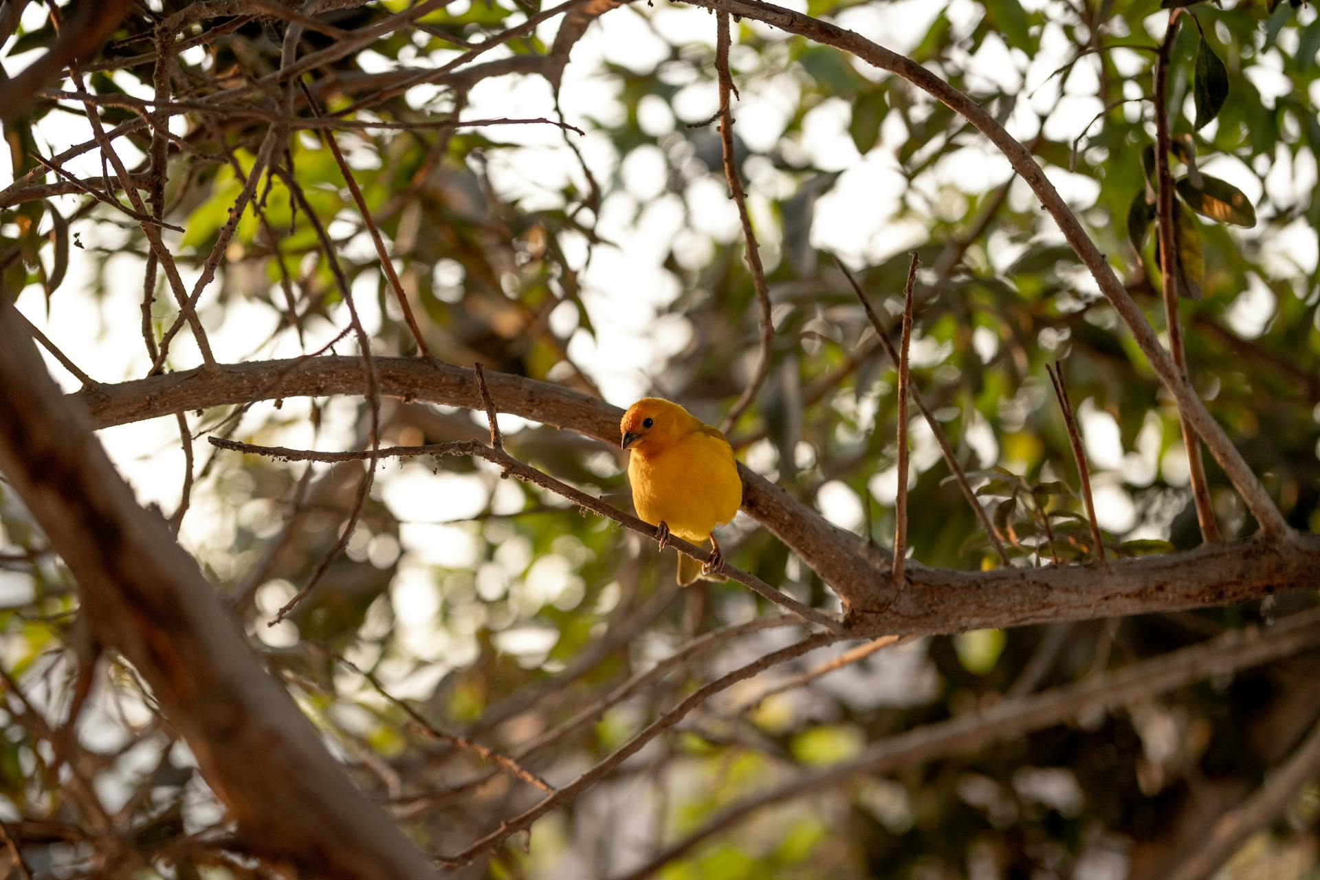 Bright Yellow Canary Perched on a Branch