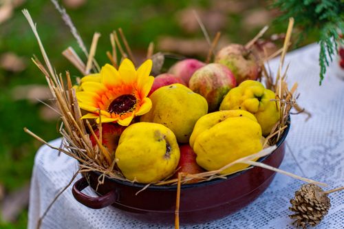 Free A colorful autumn fruit basket arrangement with quinces, apples, and sunflower on a lace table outdoors. Stock Photo