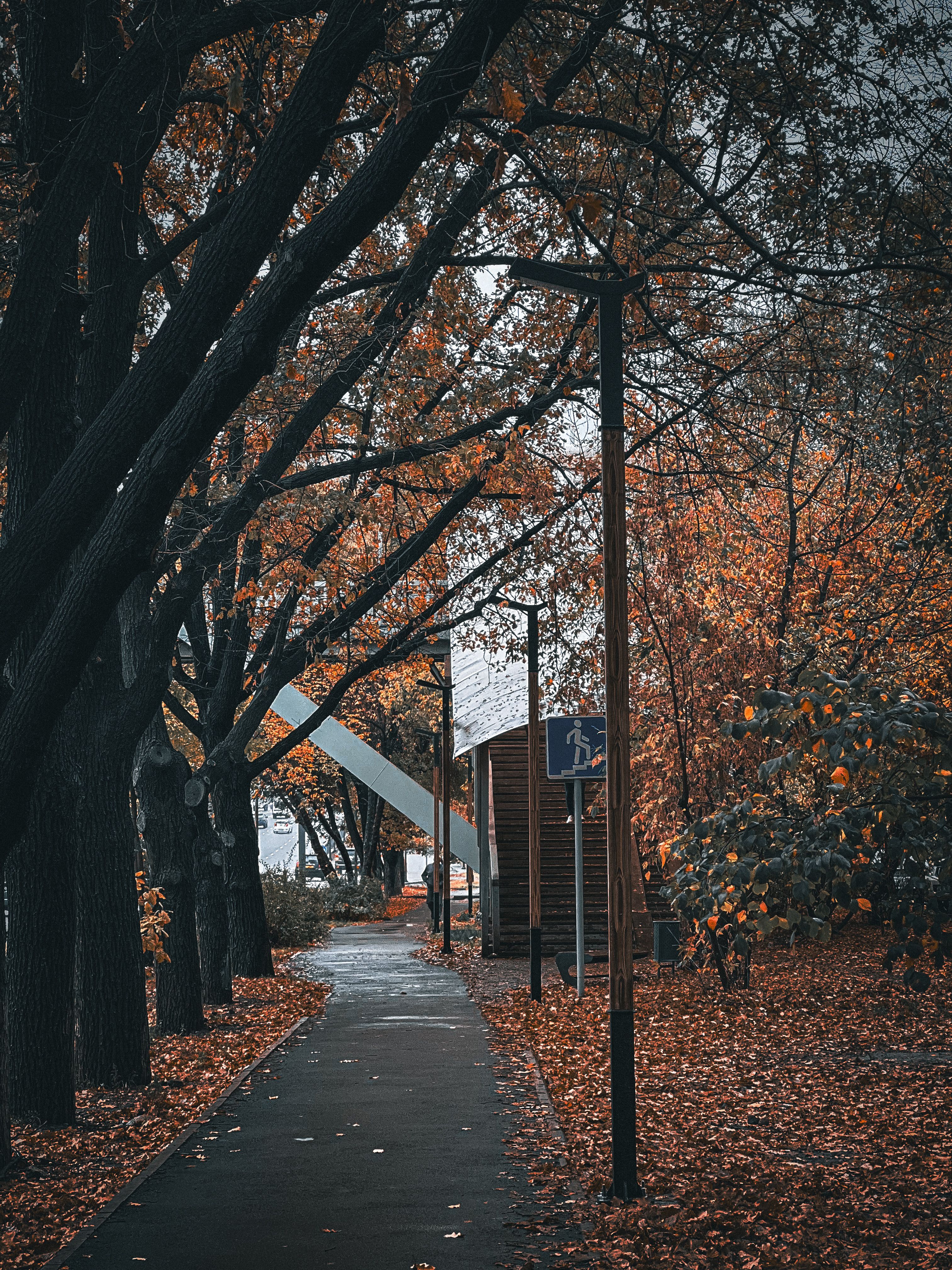 Autumn Urban Street with Golden Leaves · Free Stock Photo