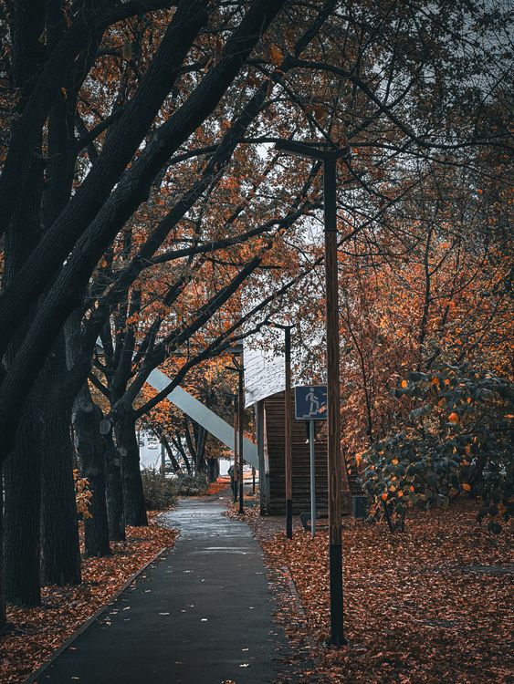 Autumn Urban Street with Golden Leaves · Free Stock Photo