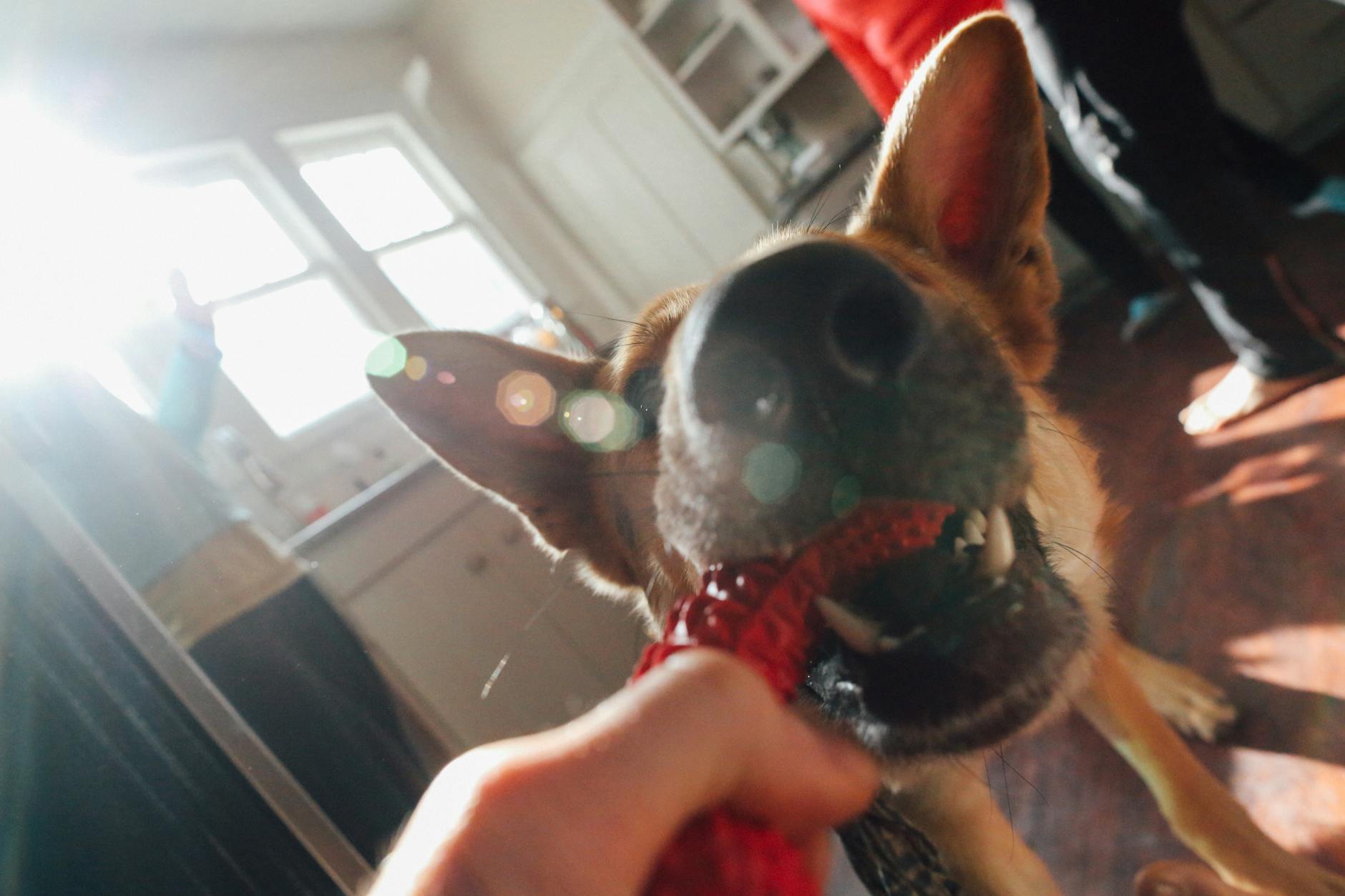 Dog playing with owner