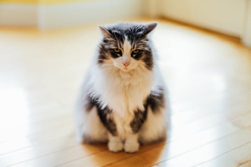 Free Photo of Cat on Floor Stock Photo