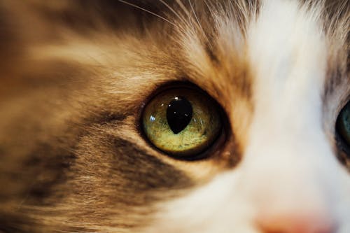 Close-Up Photo of Cat's Eye