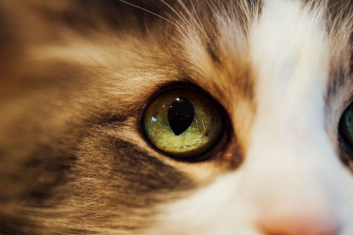 Extreme close-up of a cat's eye showing the vertical slit pupil and detailed iris texture