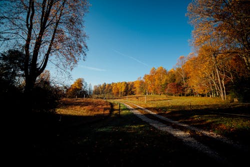 Bruine En Groene Loofbomen