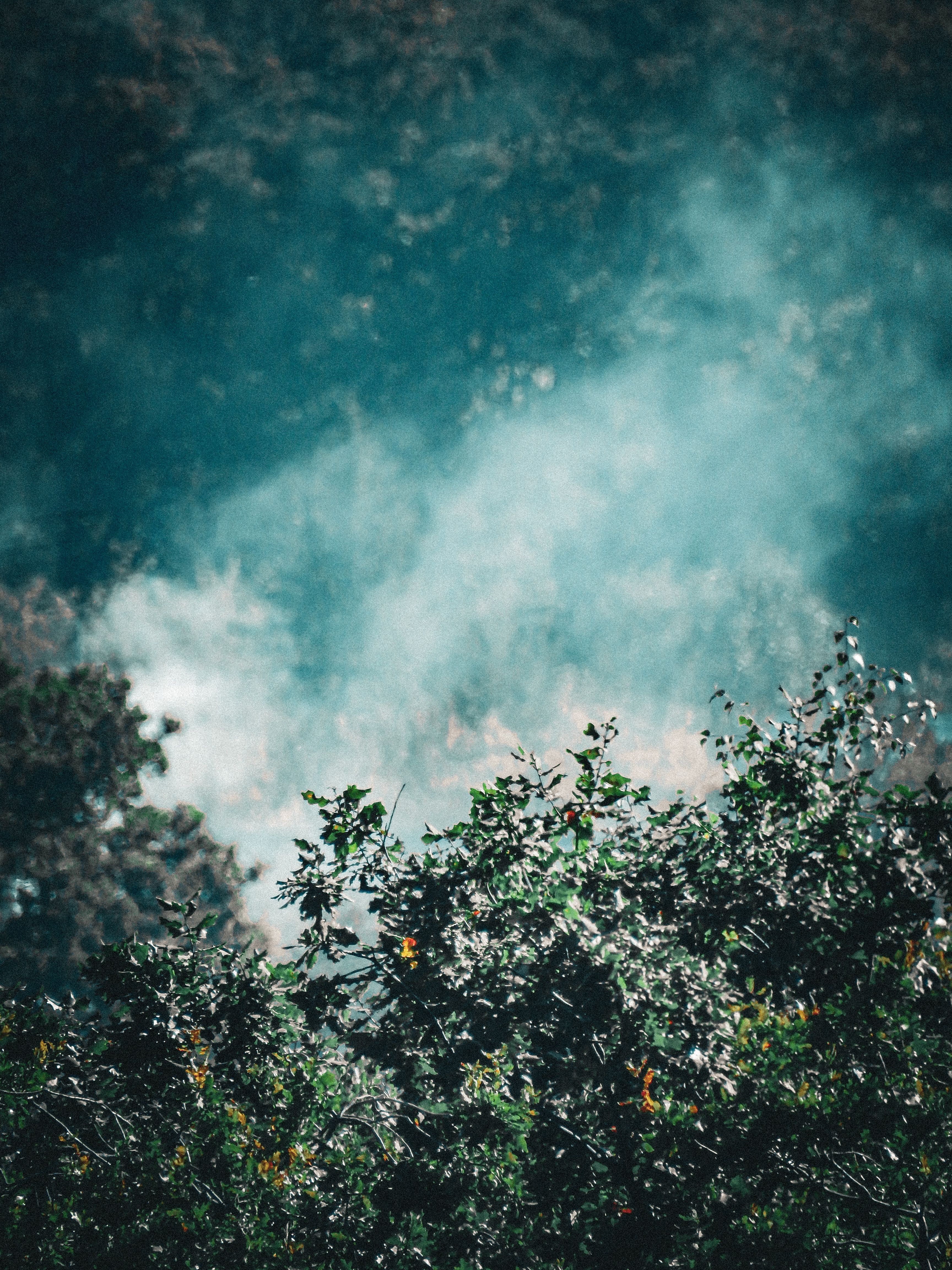 Quebec Wildfire Smoke Causes Wing Deformities in Forest Moths