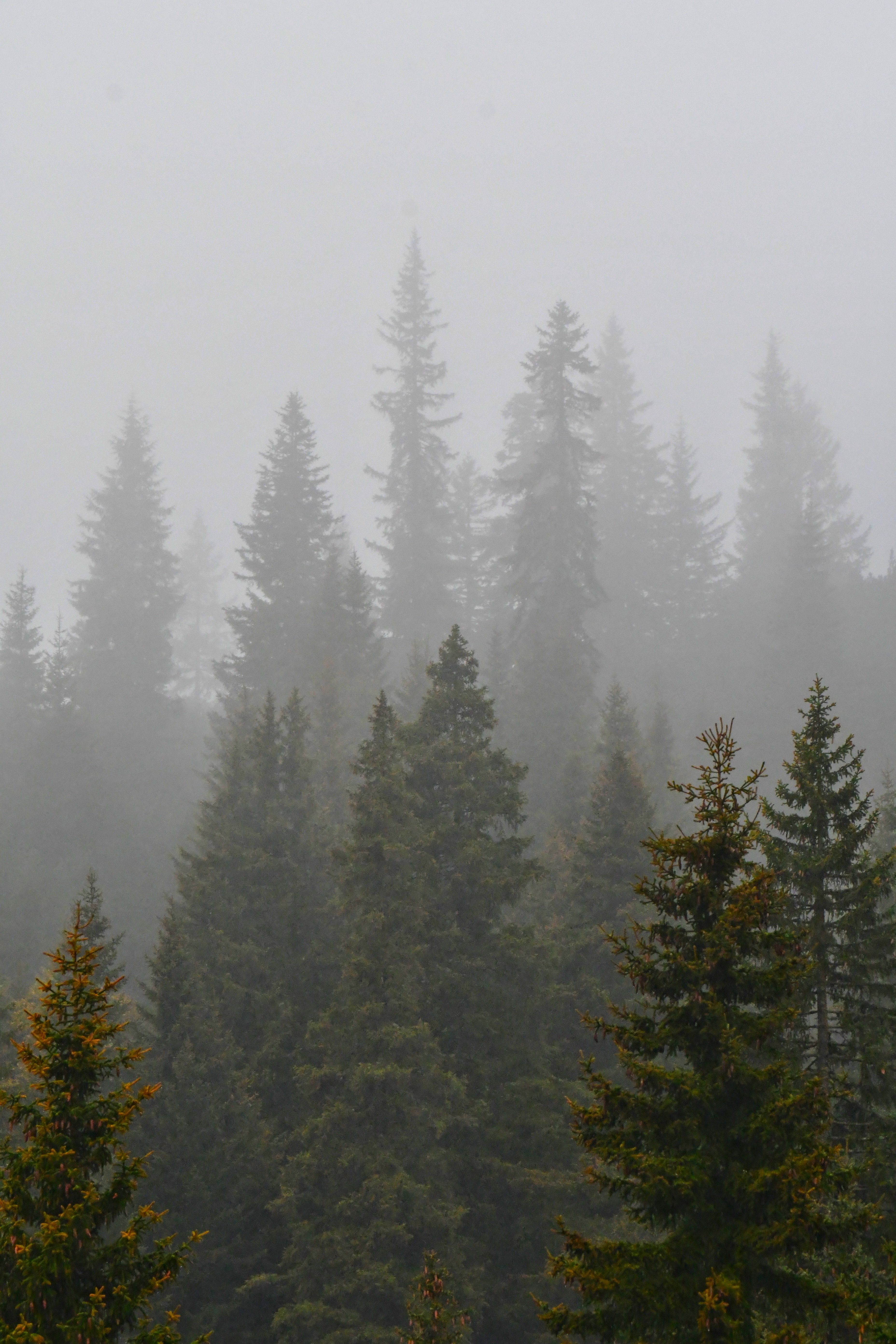 Misty Pine Forest Landscape in Early Morning · Free Stock Photo