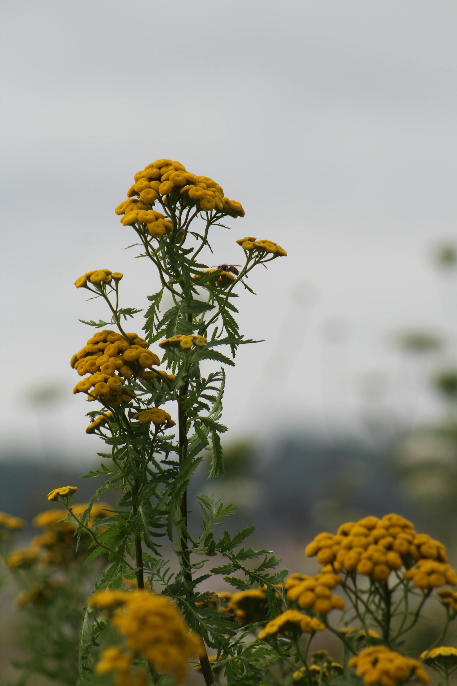 Yellow Flower Boqute Photos, Download The BEST Free Yellow Flower