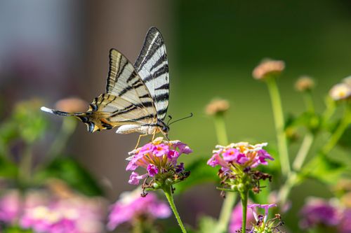 Free Close-up of a Scarce Swallowtail (Iphiclides podalirius) enjoying colorful flowers in Faliraki, Greece. Stock Photo