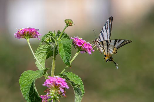 Close-up of a scarce swallowtail butterfly feeding on a pink blossom in Faliraki, Greece.
