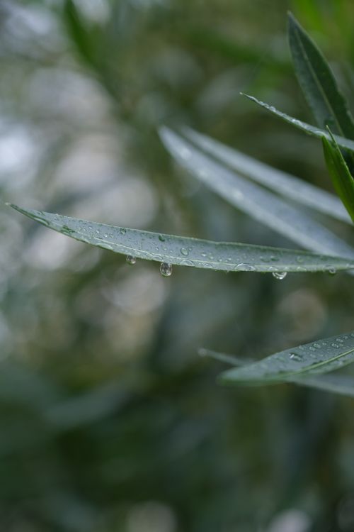 Free Serene macro shot of water droplets on green leaves after spring rain. Stock Photo