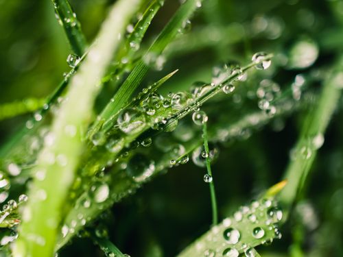 Free Macro shot of dew droplets on vibrant green grass blades, capturing the essence of morning freshness. Stock Photo