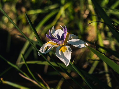 Free A vibrant iris flower in a sunny garden, showcasing purple, white, and yellow petals. Stock Photo