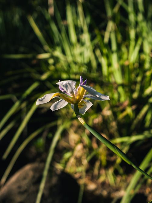 Free Close-up image of a white Dietes flower against a blurred green garden background in bright sunlight. Stock Photo