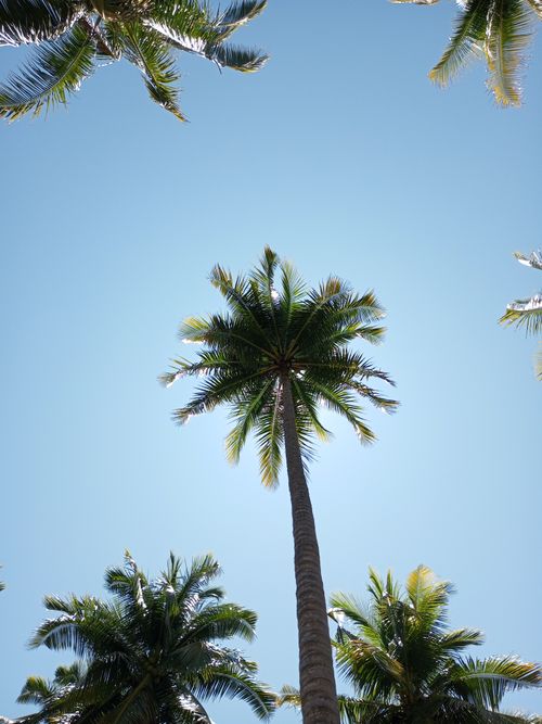 Free A view of towering palm trees reaching up to a clear blue sky on a sunny day. Stock Photo