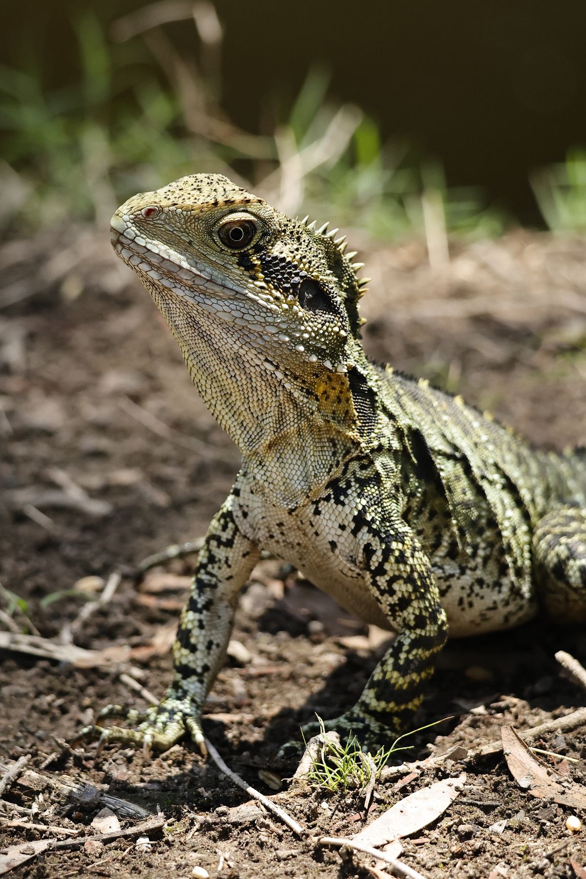 Dragon images photos download the best free dragon images stock photos