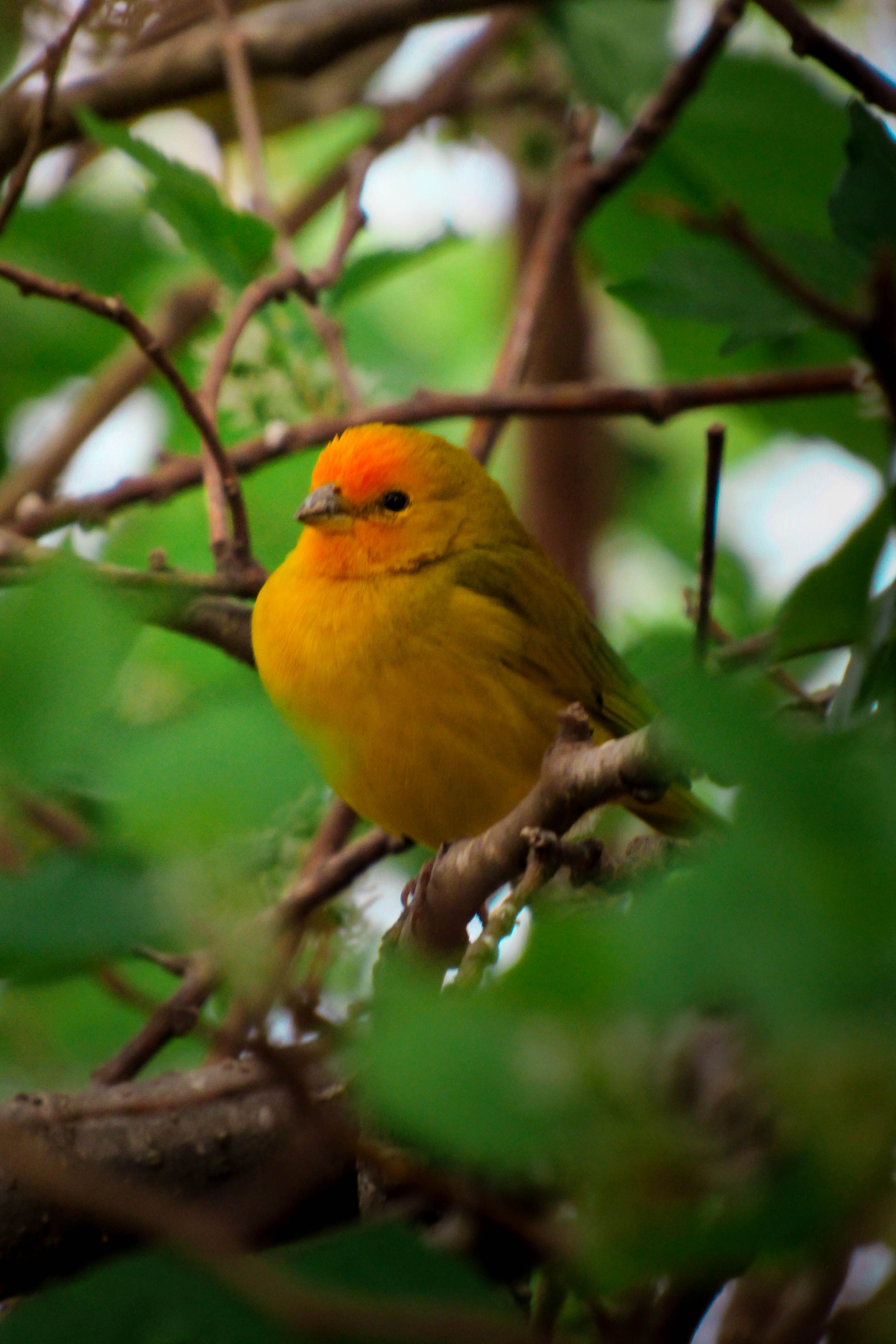 Vivid yellow canary perched among green leaves, showcasing nature's vibrant beauty.